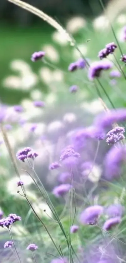 Serene purple wildflowers in a meadow setting.