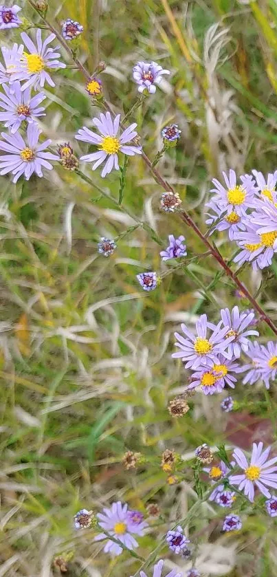 Purple wildflowers in a lush green meadow phone wallpaper.