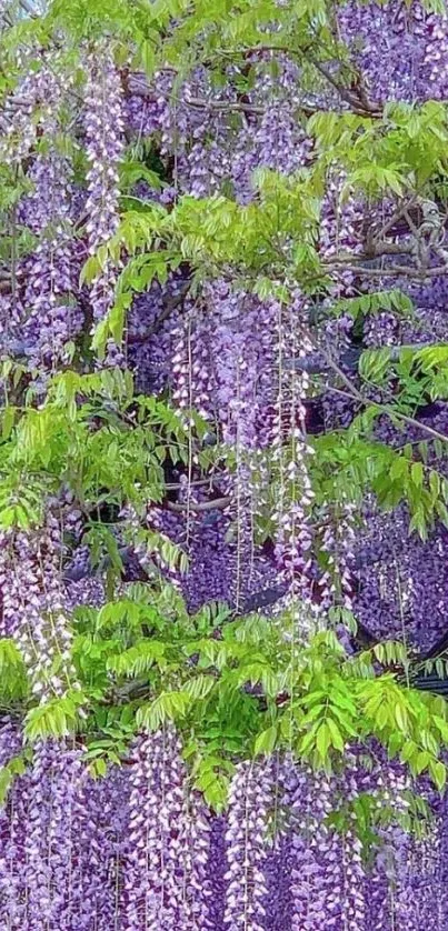 Cascading purple wisteria blossoms with lush green leaves.