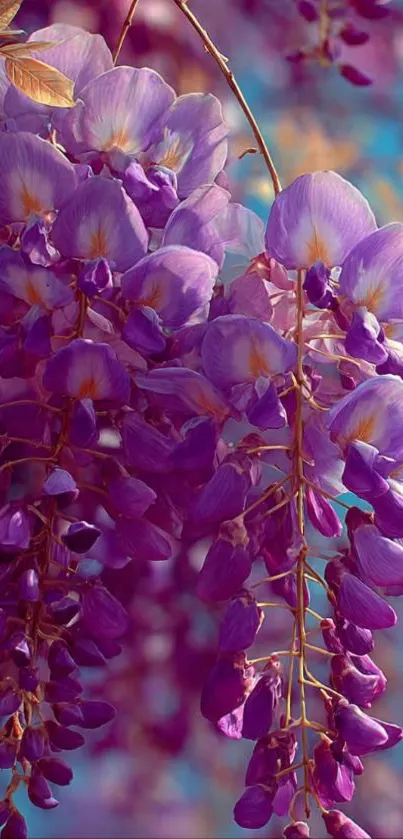 Purple wisteria blossoms against a blue sky.