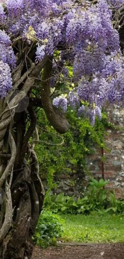 Mobile wallpaper of a garden with purple wisteria vines. Dominant color is purple.