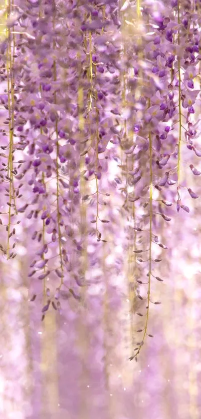 Purple wisteria flowers cascading elegantly.