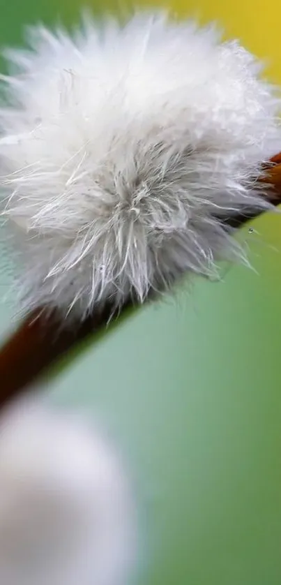 Close-up of a fluffy white branch against a green background.