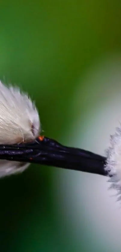 Close-up of pussy willow with green background.