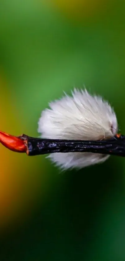 Close-up of pussy willow with green bokeh background.