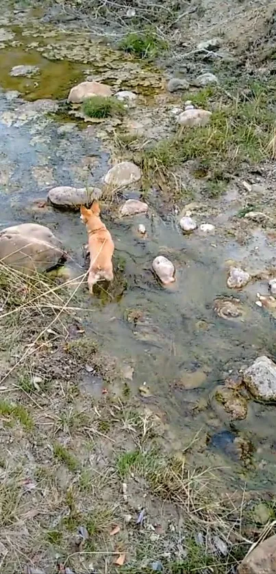 A small dog exploring a rocky stream in nature.