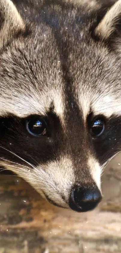 Close-up of a raccoon's face with detailed fur in a nature setting.