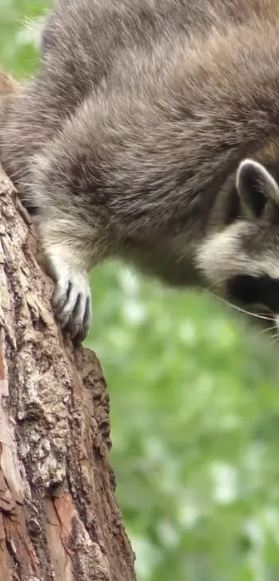 Raccoon climbing a tree in a lush forest setting.