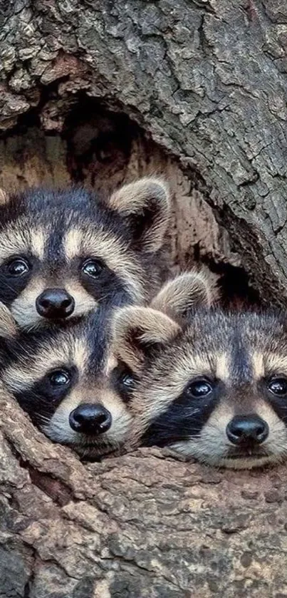 Three raccoons peeking out of a tree hole in the forest.