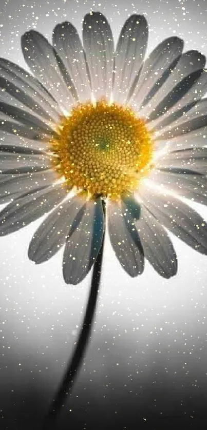 White daisy with a yellow center on a gradient background.