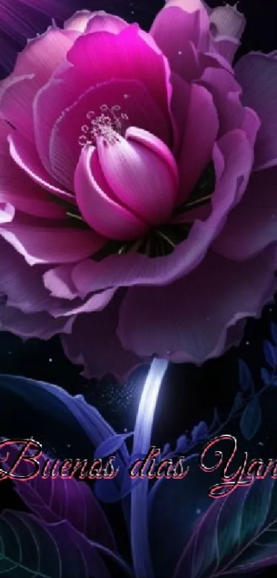 Pink flower with purple hues against dark background.