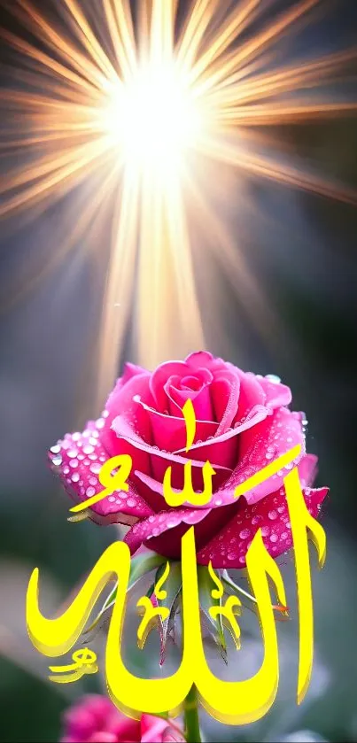 Pink rose with yellow calligraphy illuminated by bright light