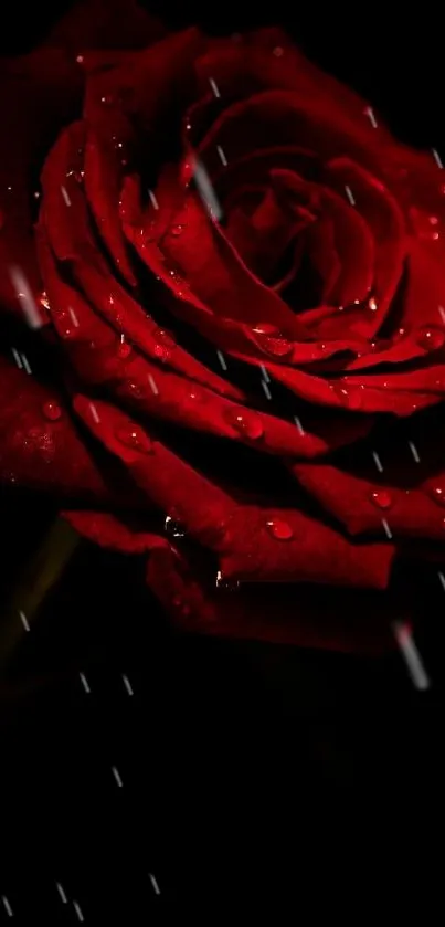 A vibrant red rose with dew drops on a black background, perfect for a mobile wallpaper.