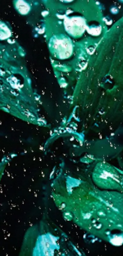 Vibrant dark green leaf with dewdrops wallpaper.