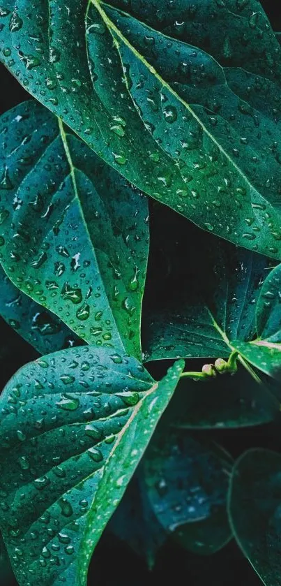 Vibrant rain-kissed leaves in teal green hues, perfect for wallpaper.