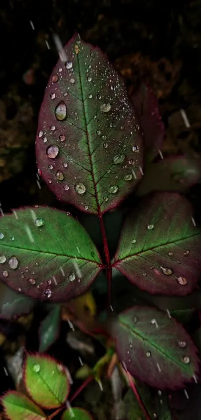 Dark green leaves with raindrops in a lush setting.