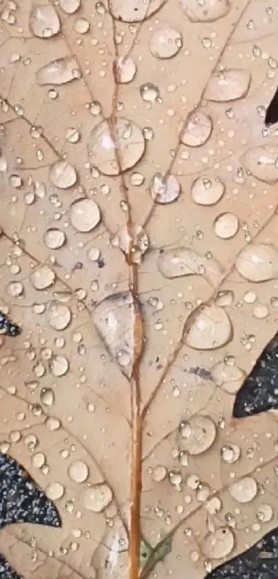 Close-up of an oak leaf with raindrops.