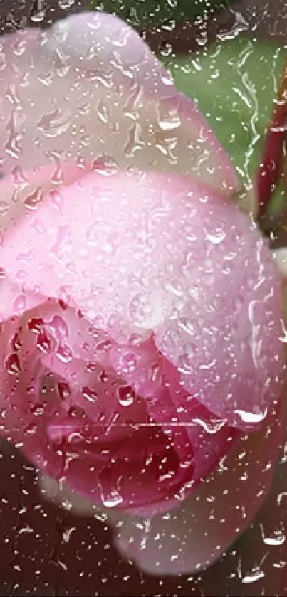 Close-up of a pink rose with raindrops, creating a soothing mobile wallpaper.