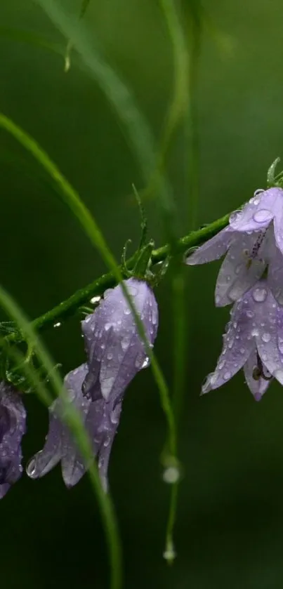 Purple bellflowers with raindrops against a green backdrop.