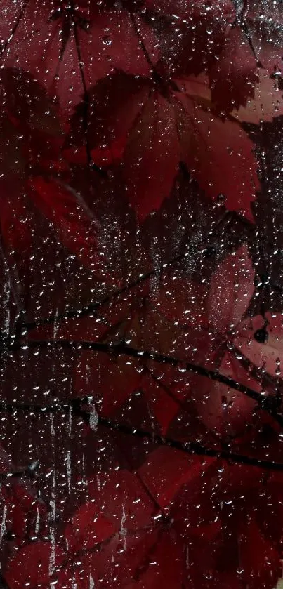 Raindrops on red leaves wallpaper with nature's beauty.