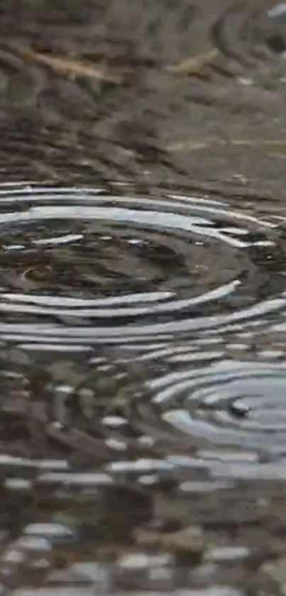 Rain ripples on a dark water surface, creating a serene mobile wallpaper ambiance.