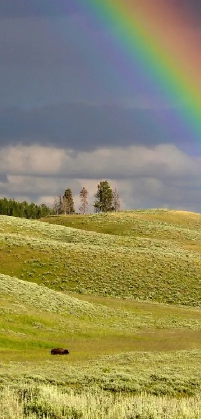 Rainbow arching over rolling green hills and grazing bison under a cloudy sky.