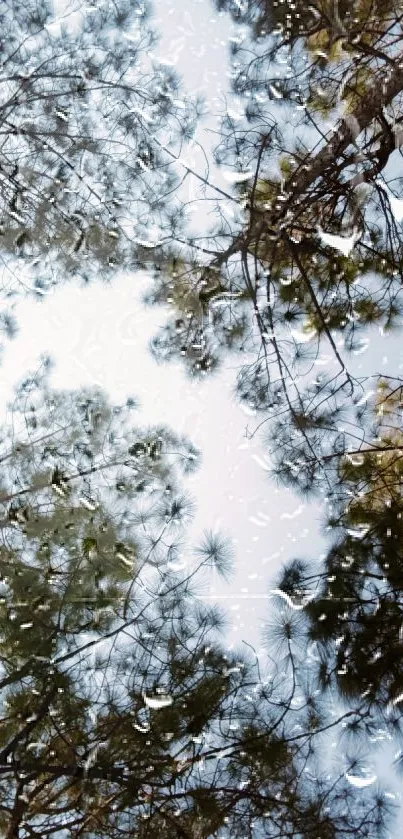 Raindrops reflect pine trees on a cloudy day.