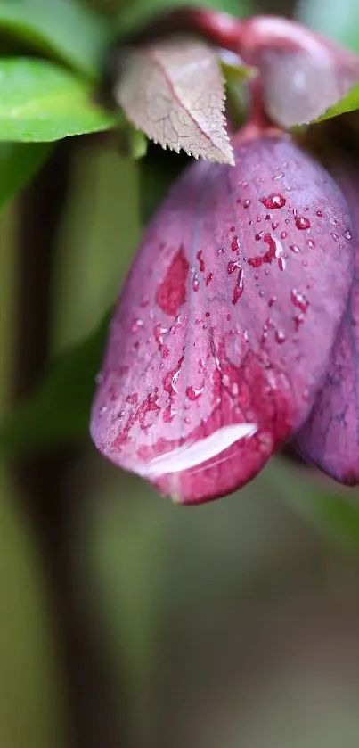 Purple flower with raindrops and green leaves wallpaper.