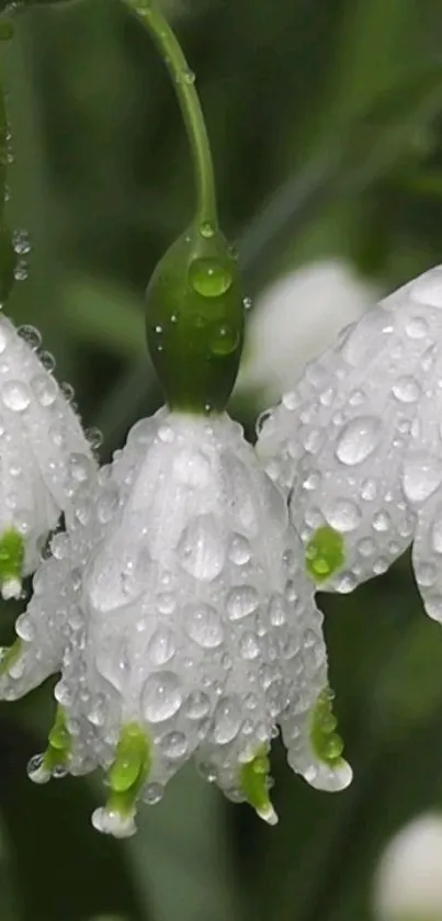 Delicate white flowers with raindrops on green stems.