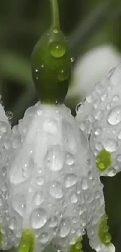 Close up of flowers with water droplets