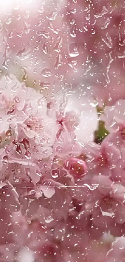 Pink cherry blossoms and raindrops create a serene mobile wallpaper.