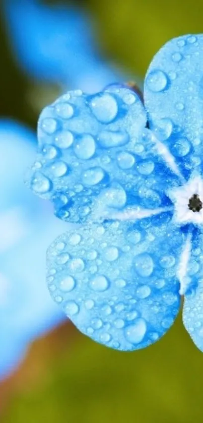 Close-up of a blue flower with raindrops on petals.