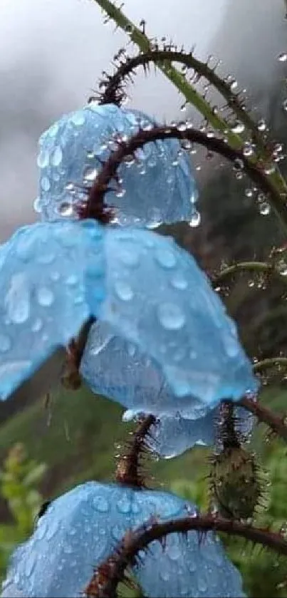 Blue flowers with raindrops in a misty mountain setting.