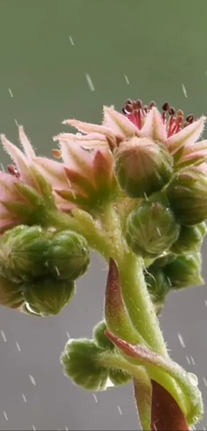 Vibrant cactus blossom with raindrops, set against a green backdrop.