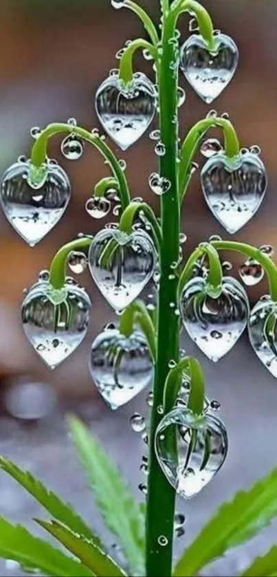 Heart-shaped leaves with raindrops on a plant.
