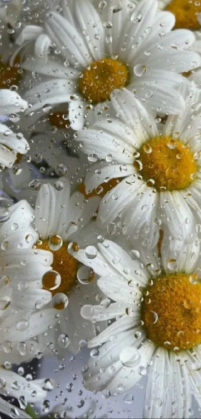 Daisy flowers with raindrops on petals