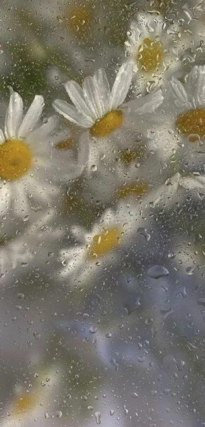 Close-up of daisies behind raindrop-covered glass, creating a tranquil effect.