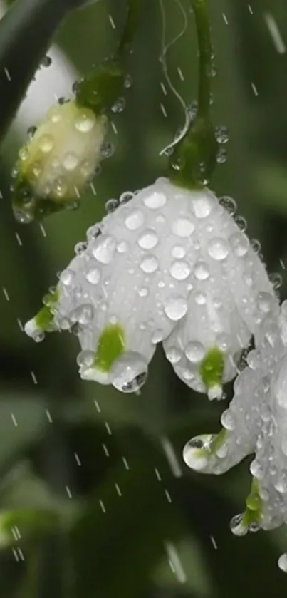 Close-up of snowdrop flowers with raindrops.