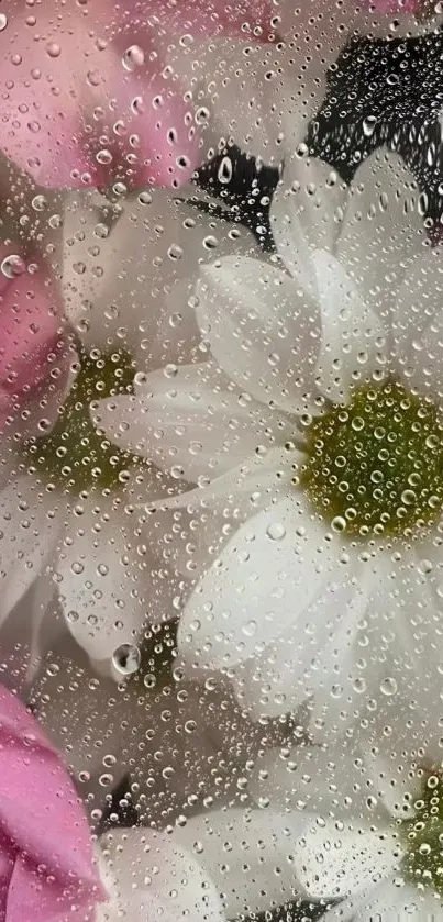 White and pink flowers with raindrops on petals.