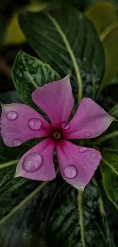 Pink flower with dewdrops on green leaves.