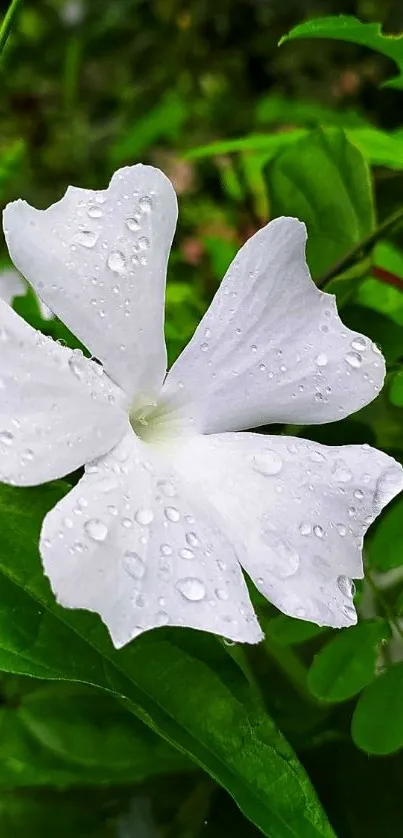 White flower with dew drops on green leaves.