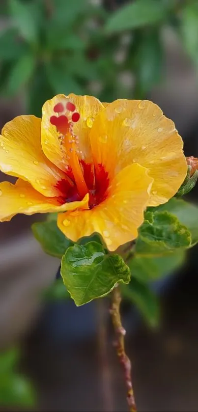 Yellow hibiscus with raindrops and green leaves.