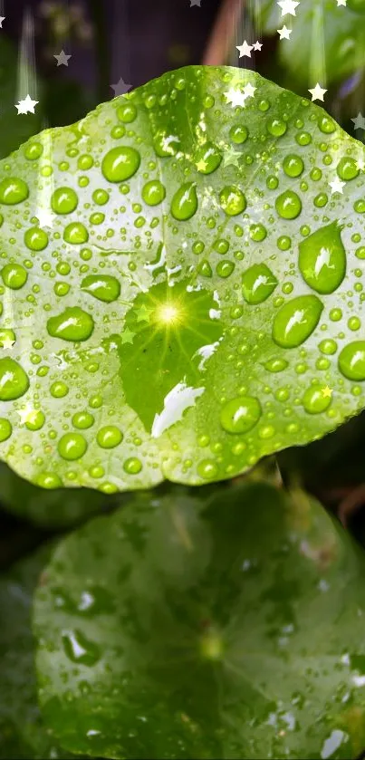 Green leaves with raindrops and starry accents.