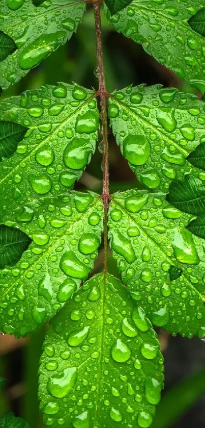 Vibrant green leaves with raindrops closeup