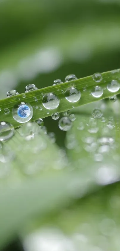 Close-up of green leaves with raindrops, perfect background.