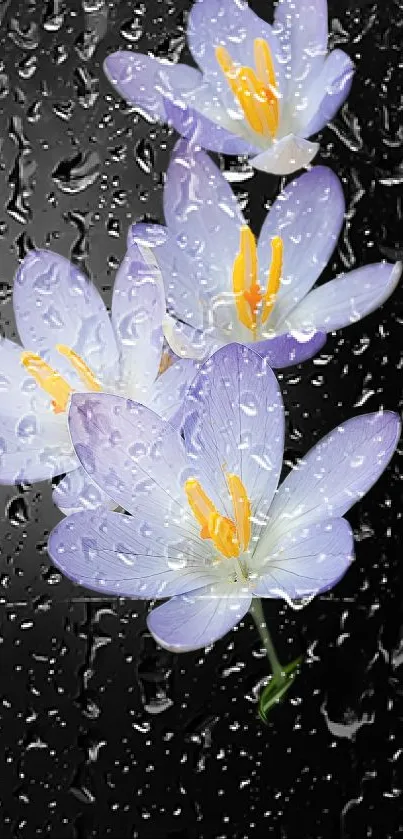 Purple lilies with raindrops on a black background for mobile wallpaper.