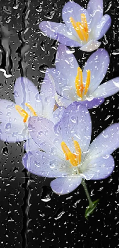 Purple lilies with raindrops on a black background wallpaper.