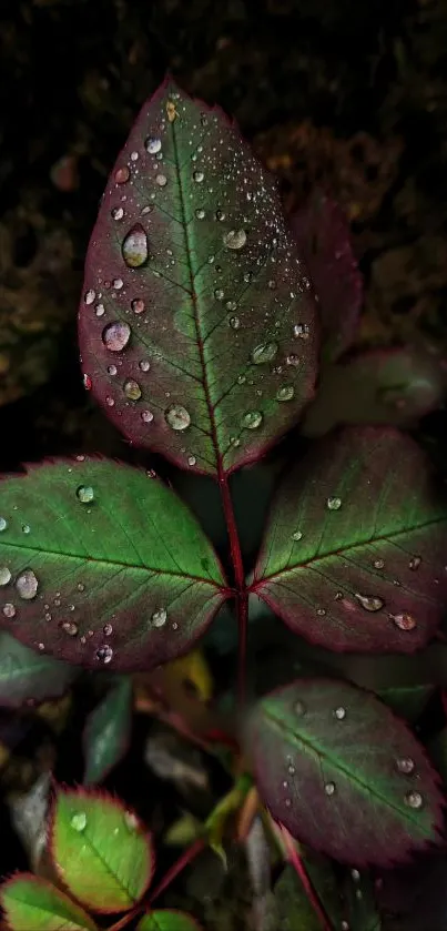 Wet green leaves with water droplets.