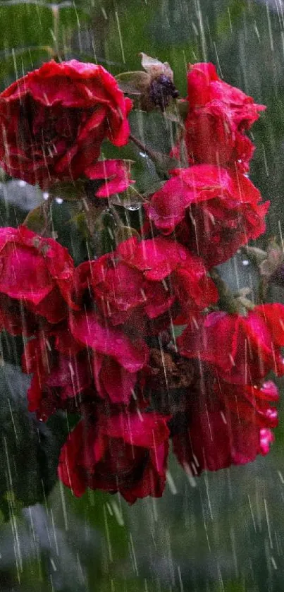 Red roses in rain create a vibrant mobile wallpaper.