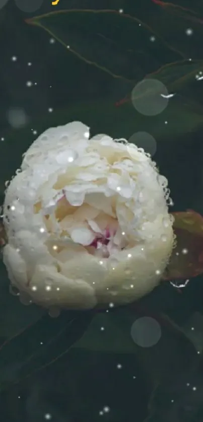 Dewy peony flower close-up wallpaper.